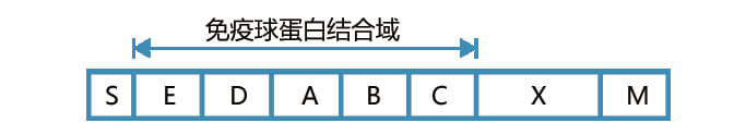 Protein Aṹ