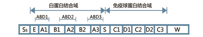  Protein Gṹ