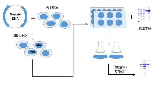 鶯ϸ˲ʱתȾʵ